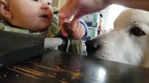 Funny Sneaky Babies Steal Everything | Cute Baby Funny