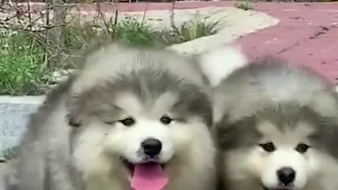 Clumsy Malamute Puppies Constantly Trip Over Themselves
