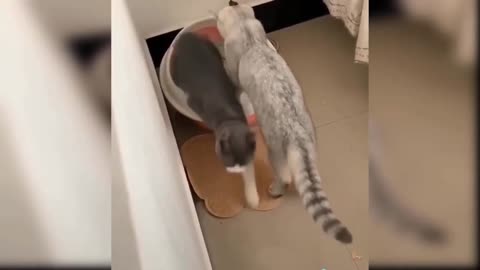 Two cats doing naughty things |funny reaction at last