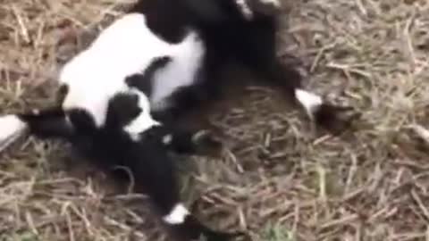 Funny Goat faints