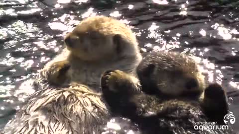 Sea otters rafting🏊‍♂️🐬🌀
