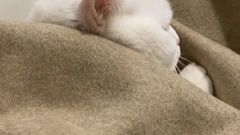 Who doesn't love that soft meow that rubs against your baby