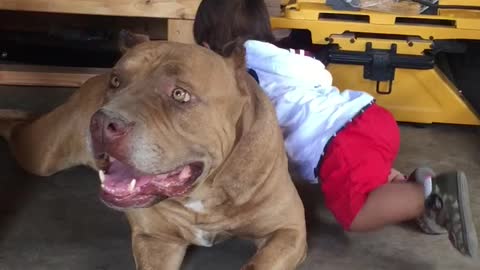 Baby plays with XL Pit Bull