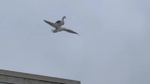 Seagull takes a free ride