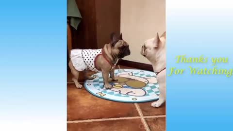 Funniest and cutest pets who love to dance