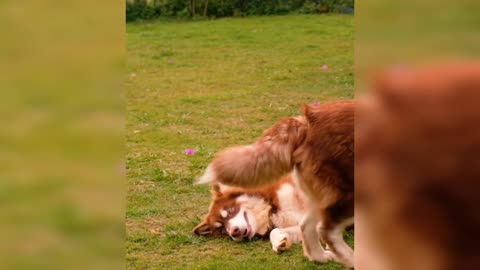 german shepherd New Funny Videos 😂 Funniest Dogs Videos 🐶