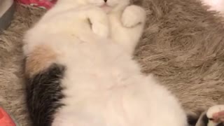 Cat sleeping on back scared