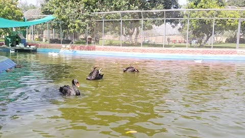 Beautiful Black Ducks enjoy in water