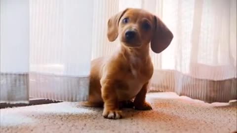 Cute puppy moving the head