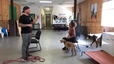 How to make a dog more leash reactive - Dog reactivity training