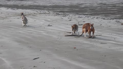 Wallaby Fight for Sex on the beach of Cape Hillsborough