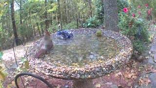 Bluebirds and cardinal bathing