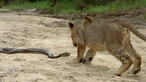 Snake Attack On Jaguar!!