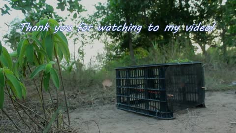 Making Simple Wild Cat Trap Using Plastic Basket