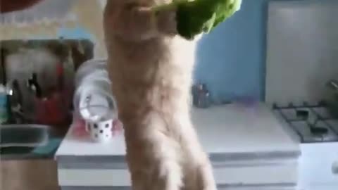 cat destroying a pickle