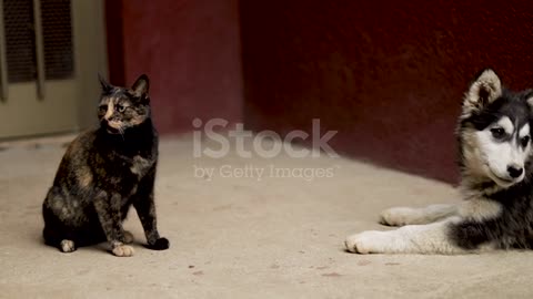 Cute Dog and cat fighting