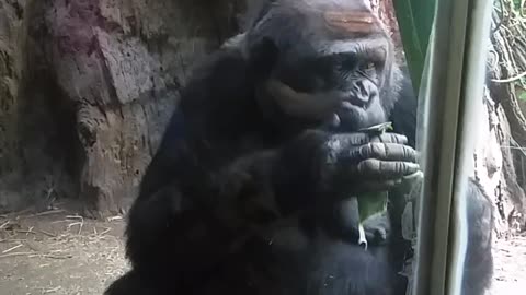 Gorilla Bronx zoo
