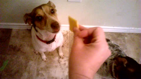Dogs Love Cheese!