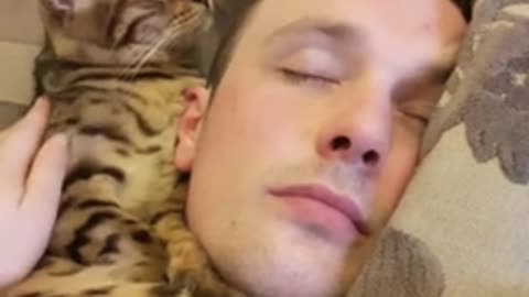 India Kitten Adorably Snuggles With His Human Dad