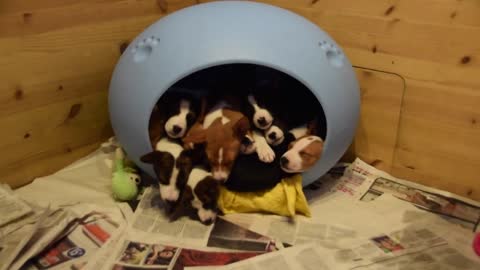 Seemingly Endless Basenji Puppies Pour Out Of Dog Bed