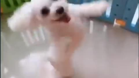 Dancing Master Little Puppy