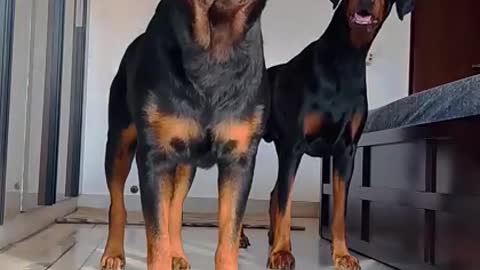 Funny Cat And Dog