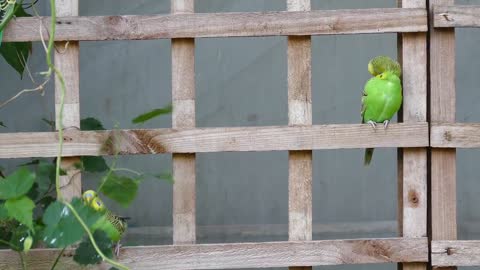 Green Budgerigar Birds