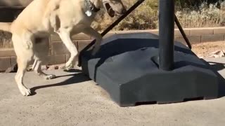 Large tan dog jumps and scratches basketball stand outside