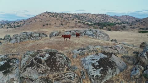 Chilled cow and sand rock , with music