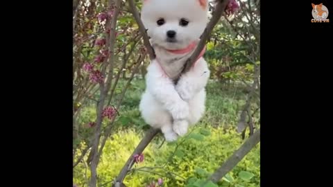 Cute dog pomeranian