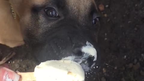 messy pups enjoying a ice cream on there walk