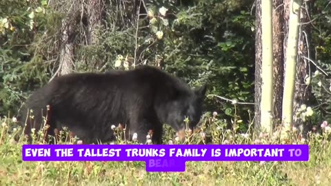 UnBEARably Fascinating: Surprising Facts About Bears