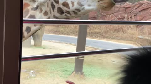 Giraffe feeding at the zoo