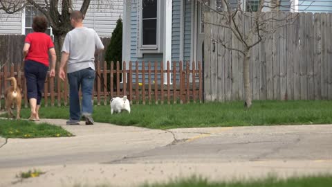 Couple walking their dogs through neighborhood