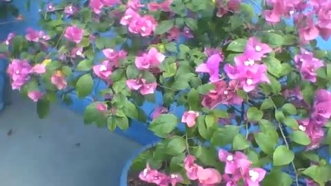 Lindo vaso com flores roxas de primavera em um prédio, são bonitas [Nature & Animals]