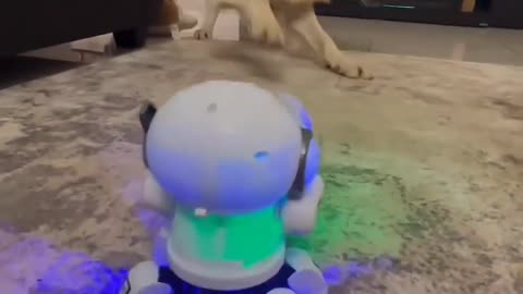 Dog dancing in home with toy