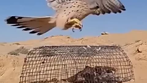 Trending bird video_Falcon_hunting__#short video