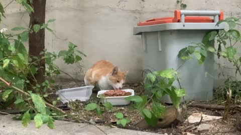 Street cat eating