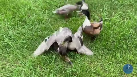 DUCK GANG BAND MATING SEASON