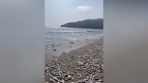Thousands of dead fish mysteriously wash up along shore in southern China
