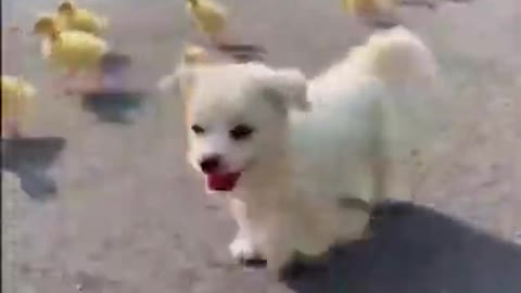 Funny Animal Shortclip|Funny Baby Dog video|