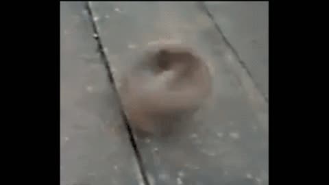 Gif video winding up the dog