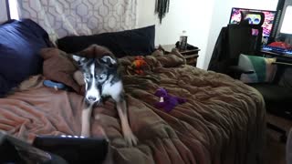 Husky Doesn't Like Vacuum