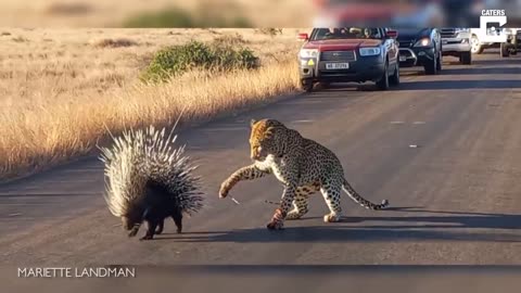 A Leopard tries to eat a porcupine - fight for survival