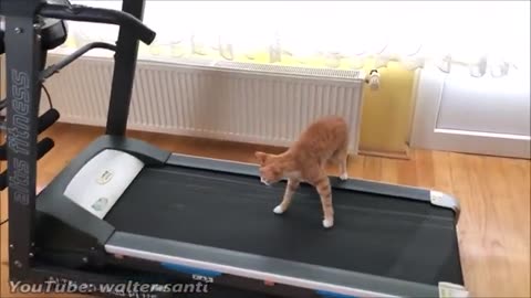 Cat's Reaction to Treadmill