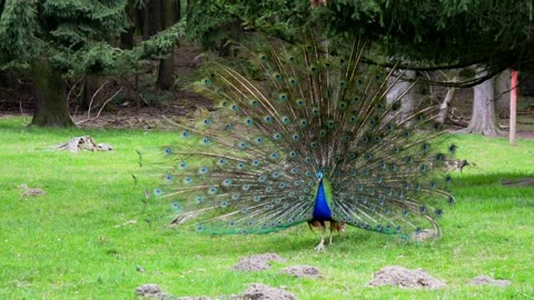 Dancing Peacock Displaying Spotted Tail