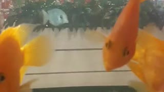 fish with a funny smile