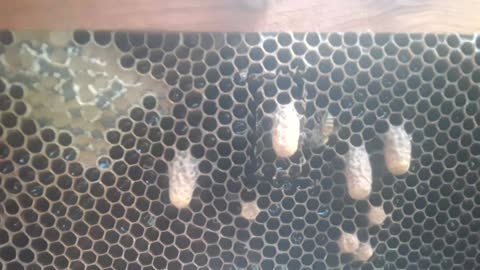 Bees move larvae