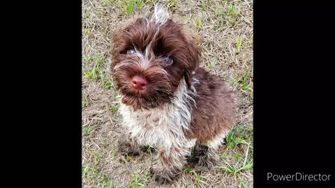 Miniature Schnauzer Puppies explore backyard