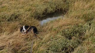 Battle of wills and a very muddy dog